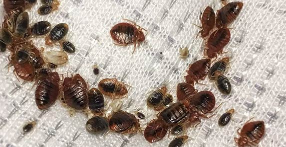 Bed Bug Control Services