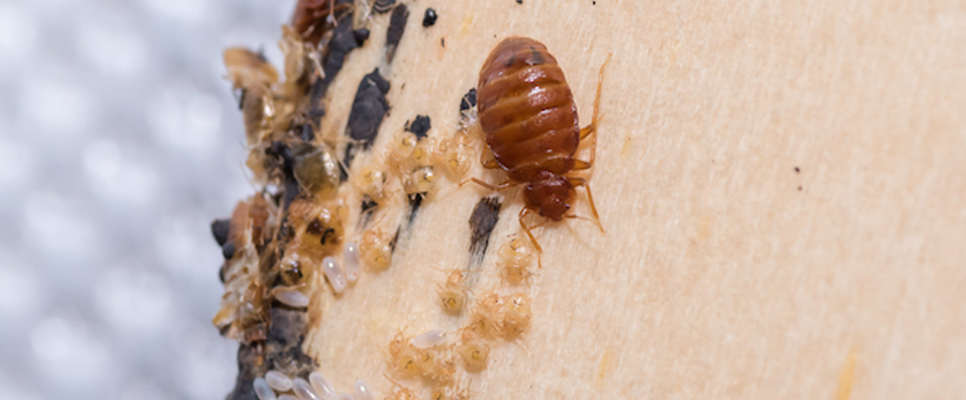 Bed Bug Control Approach