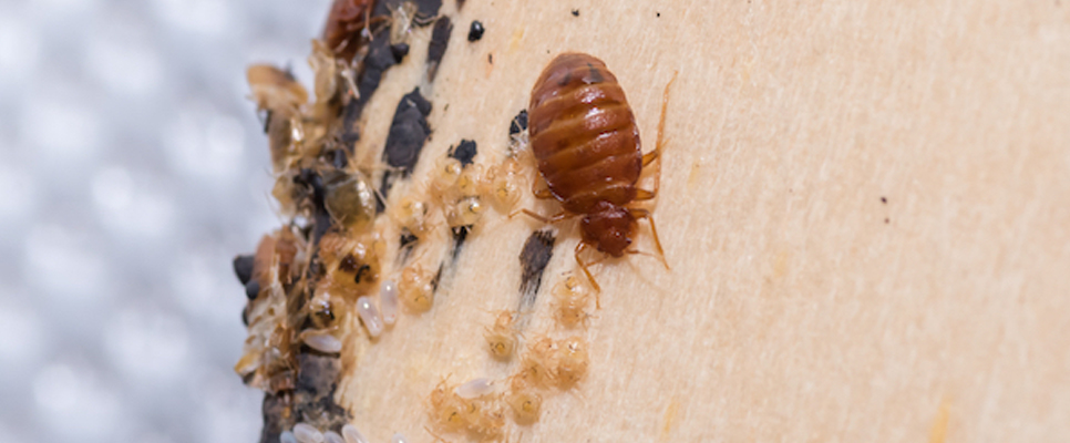 Bed Bug Control Canberra