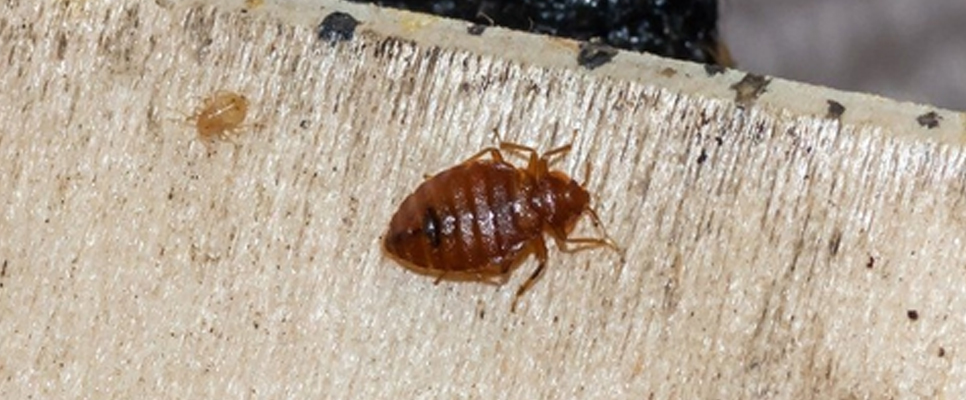 Bed Bug Control Process