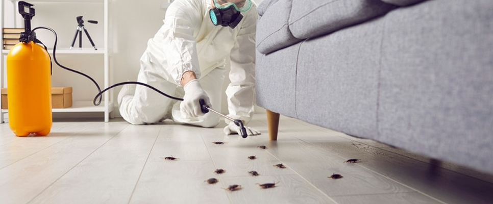 Bed Bug Control