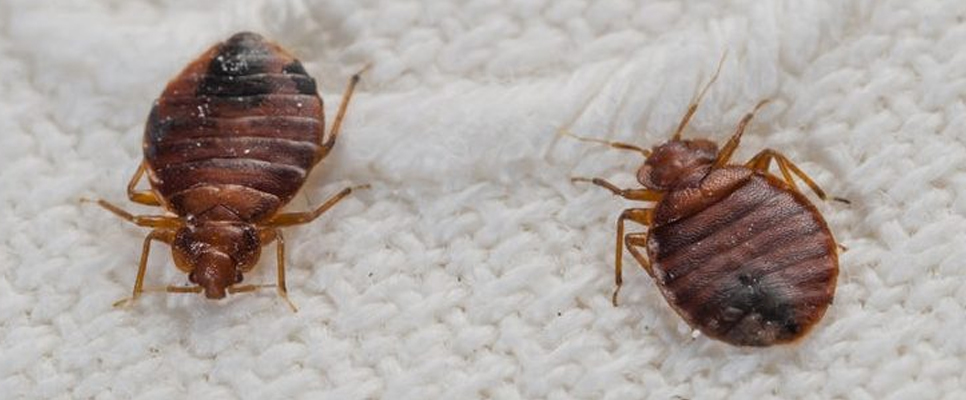 Bed Bug Infestations