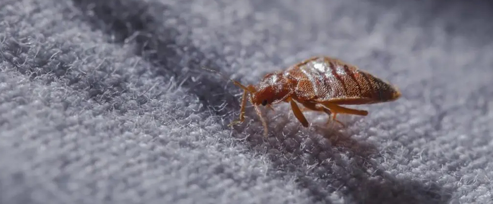 Bed Bug Control Gold Coast