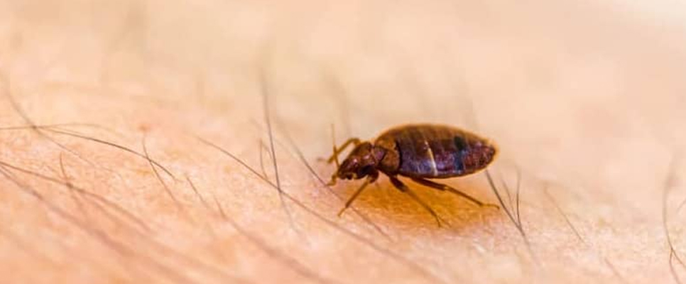 Bed Bugs Pest Control Melbourne