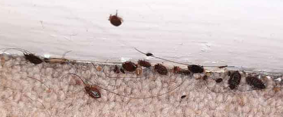 Our Bed Bugs Pest Control Procedure