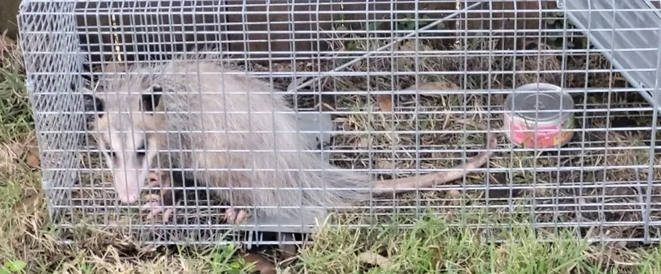 Our Possum Removal