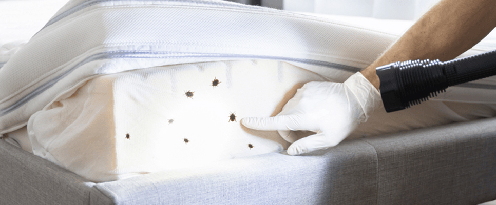 Pest Control for Bed Bug Control