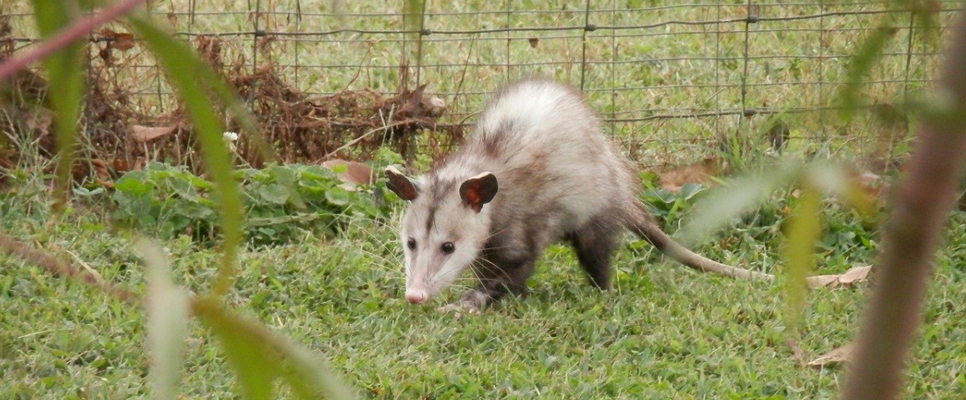 Possum Infestation