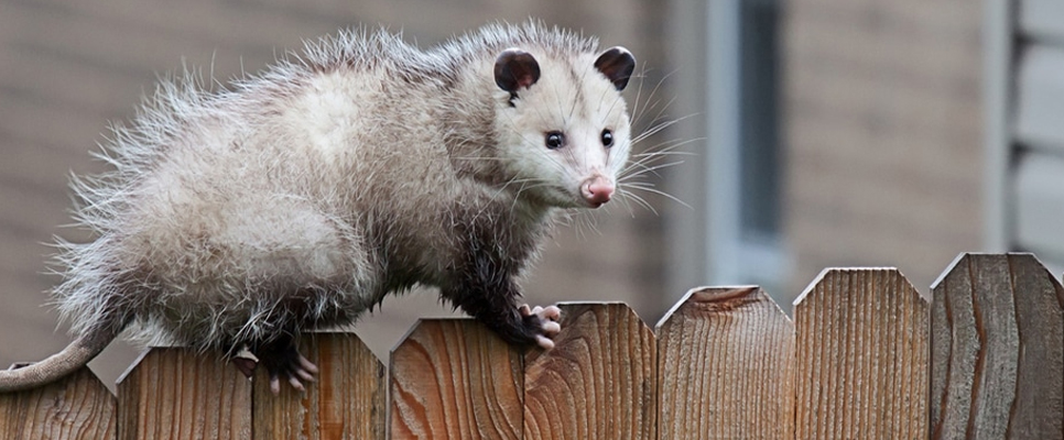 Possum Removal Service