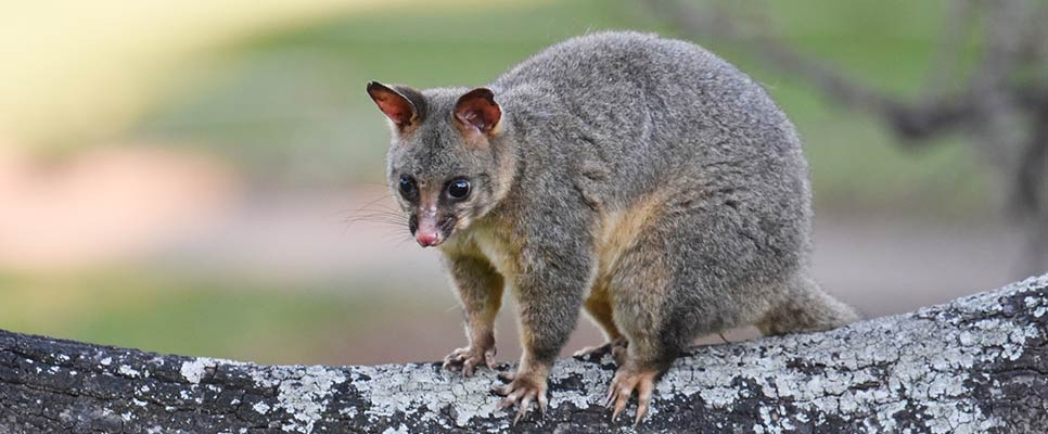 Possum Removal Sunshine Coast