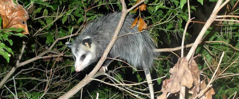 Understanding Possums