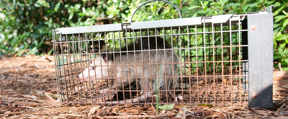 Exceptional Possum Removal