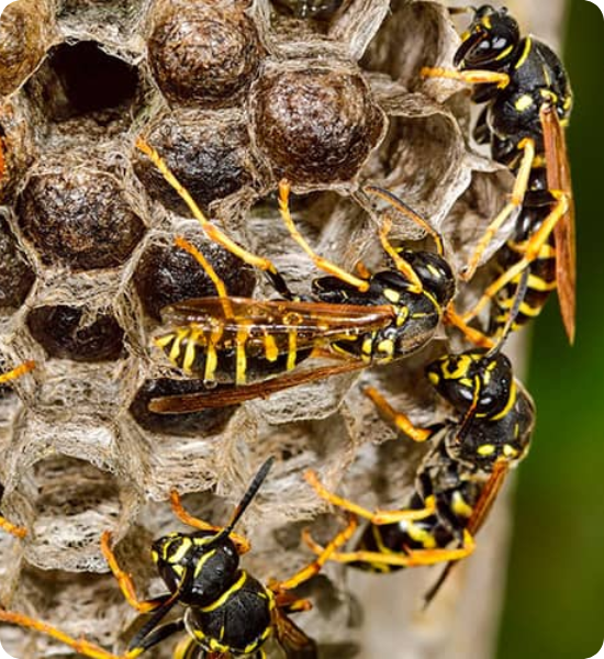 Pest Control for Wasp Removal