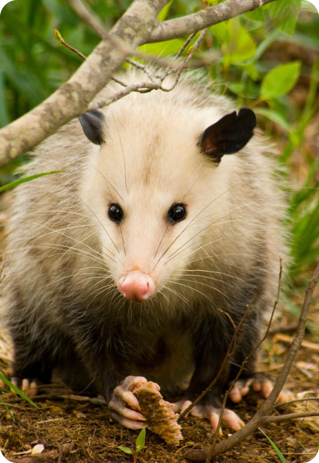 Possum Problem