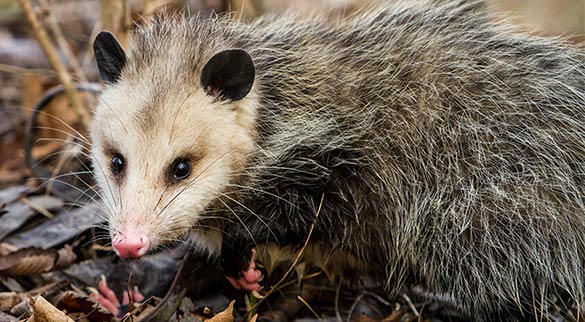 possum removal services in Brisbane