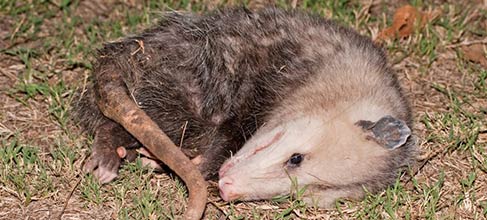 Possum Removal Services in Melbourne