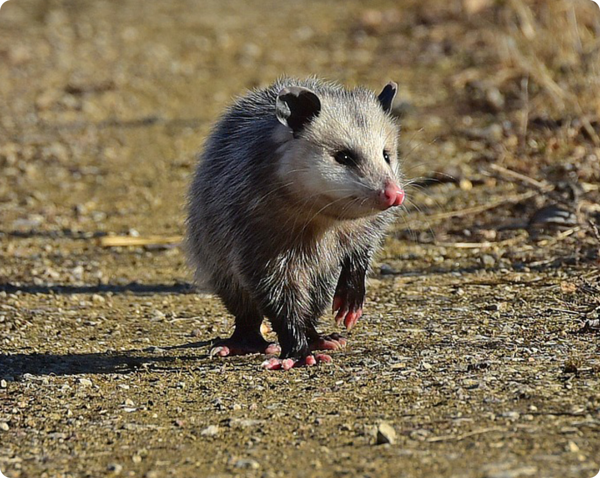 Possum Removal Today