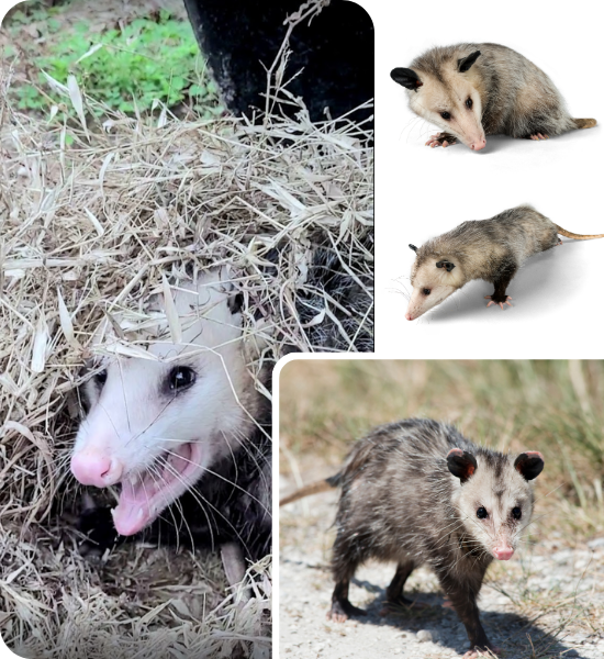 Prevent Possums