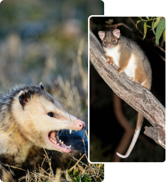 Professional Possum Removal