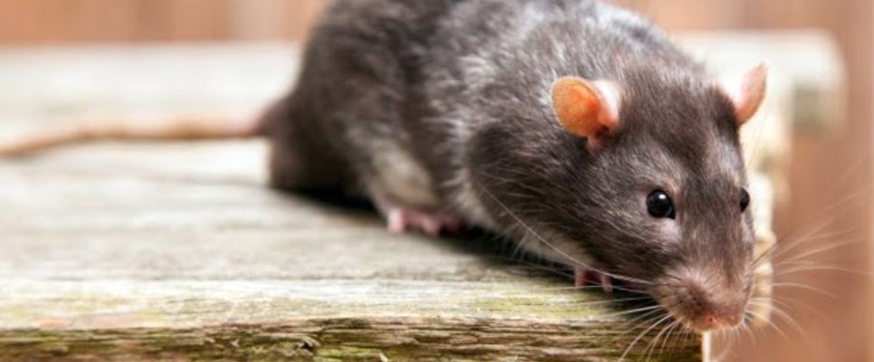 Rodent Control Sunshine Coast