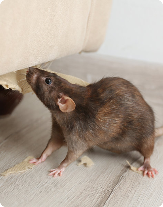 Rodent Prevention Tips