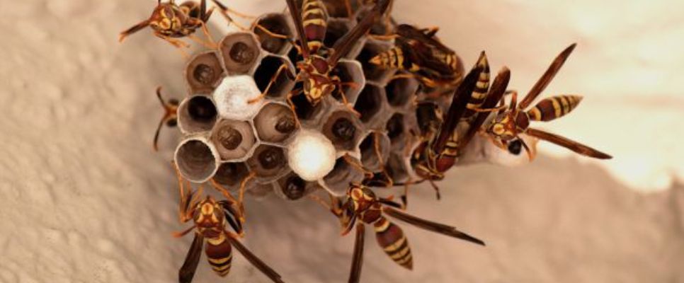 Wasp Removal Adelaide