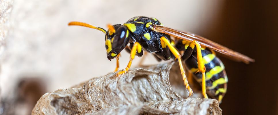 Wasp Removal Gold Coast