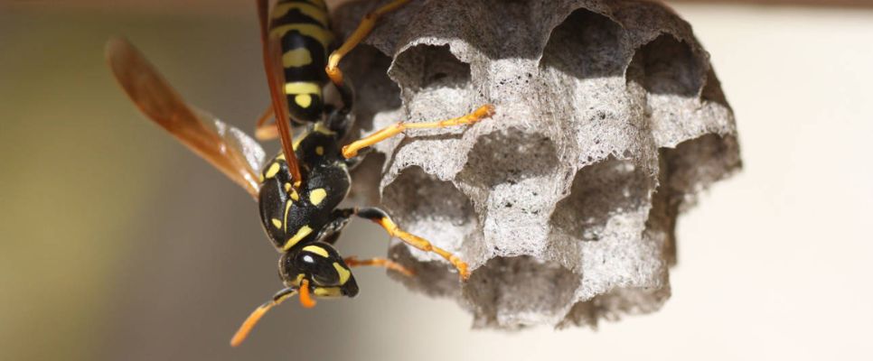 Wasp Removal Melbourne