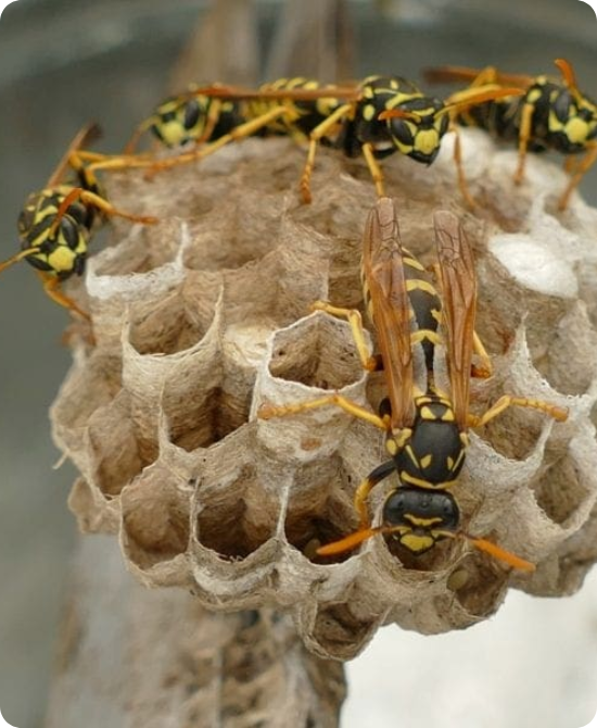 Wasp Removal Process