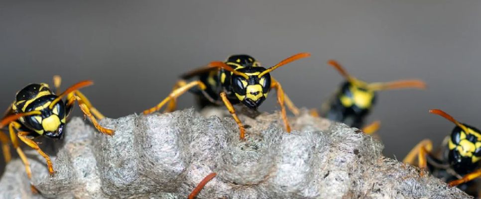 Wasp Removal Sunshine Coast