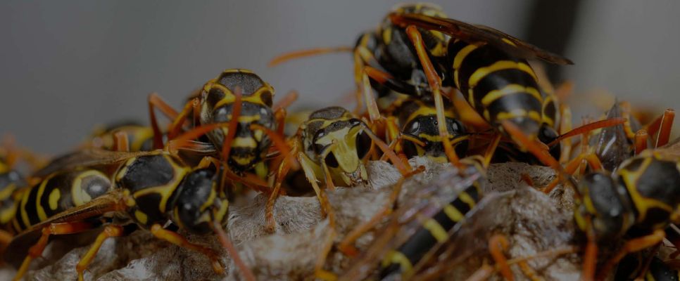 Wasp Removal Sydney